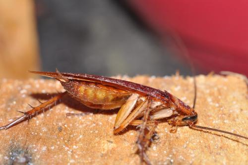 Periplaneta americana
